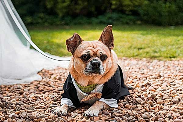 Dog in tuxedo lying on pebbles outdoors