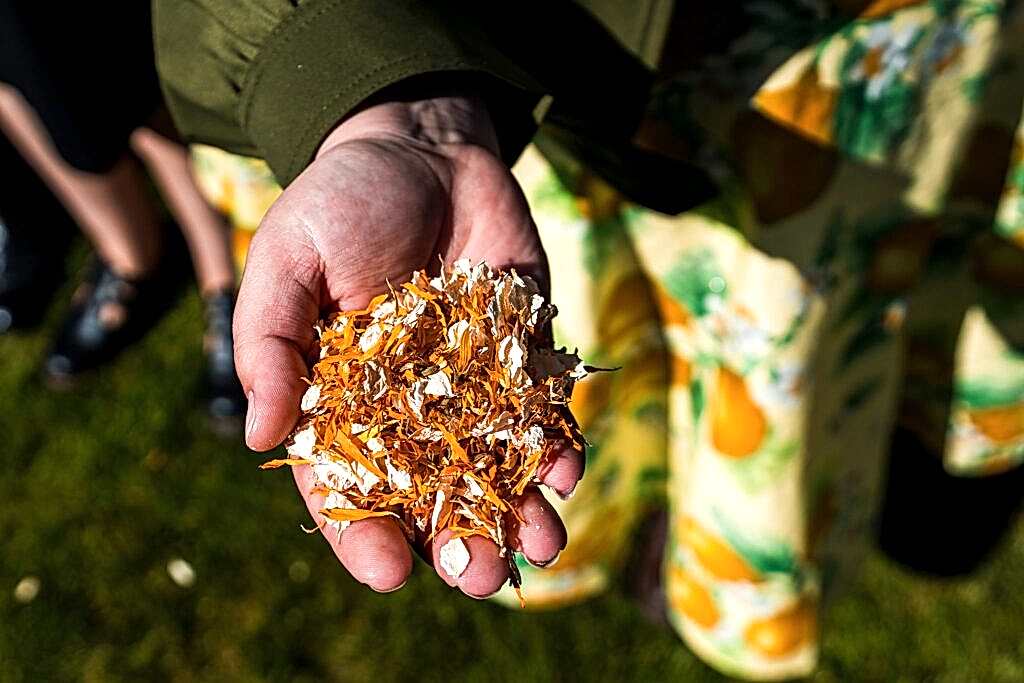 Hand holding orange flower petals outdoors