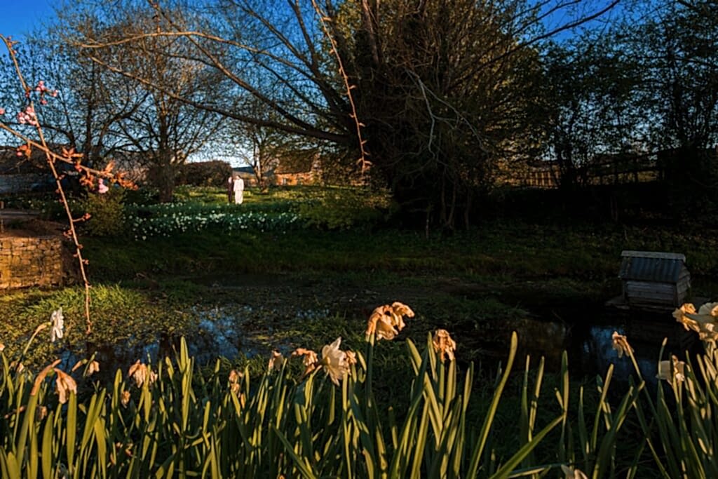 Springtime garden with daffodils and trees at sunset.